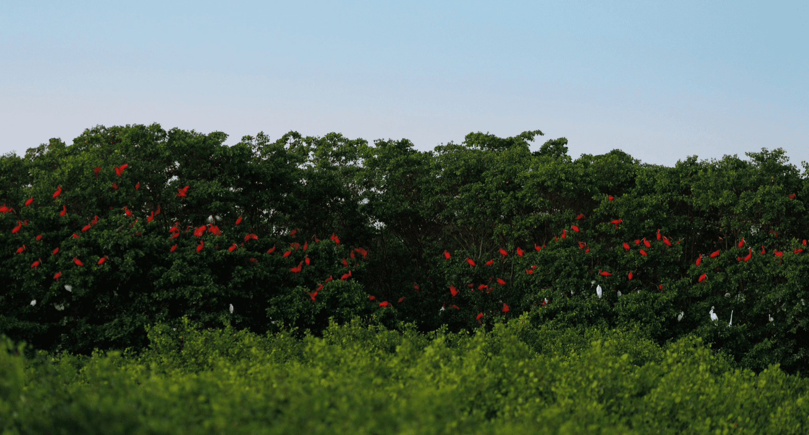 Guarás vermelhos pousando no manguezal ao entardecer